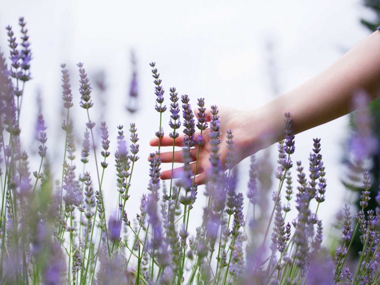 Great Lavender Fields in Texas and Lavender Festivals to Visit