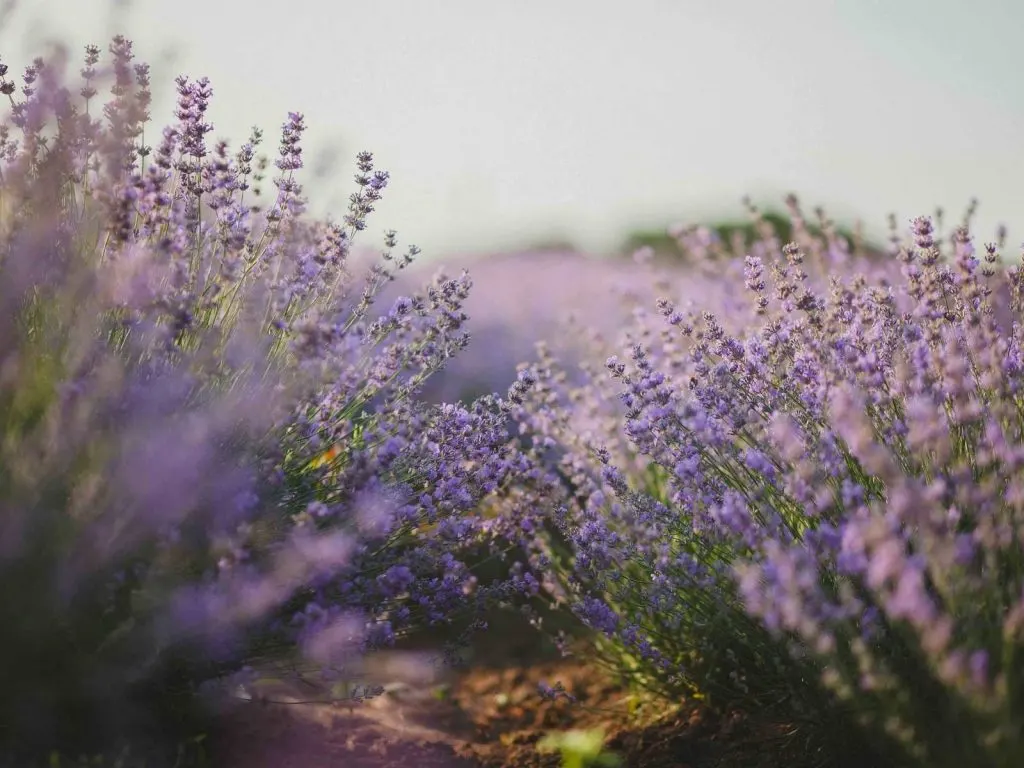lavender fields in Texas