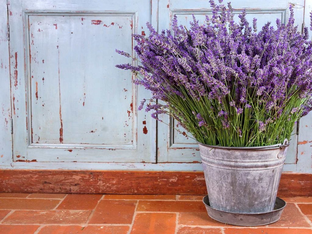 lavender in a bucket at one of the Texas lavender festivals
