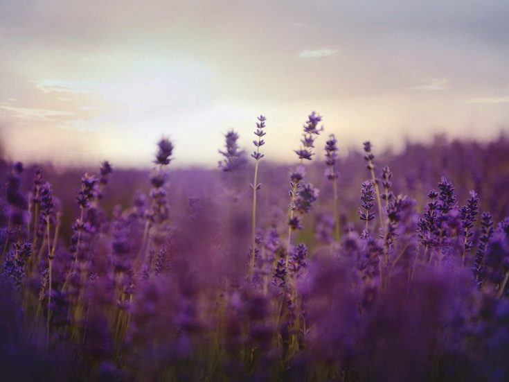 Great Lavender Fields in Texas and Lavender Festivals to Visit