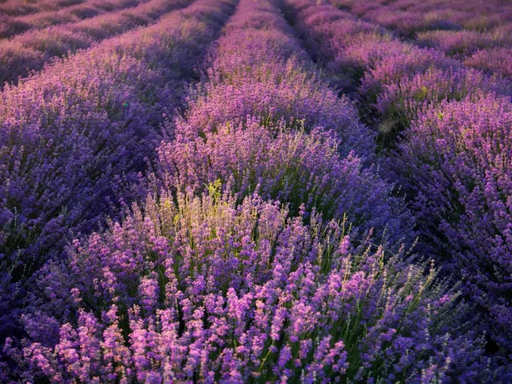 lavender field at a lavender festival in Texas