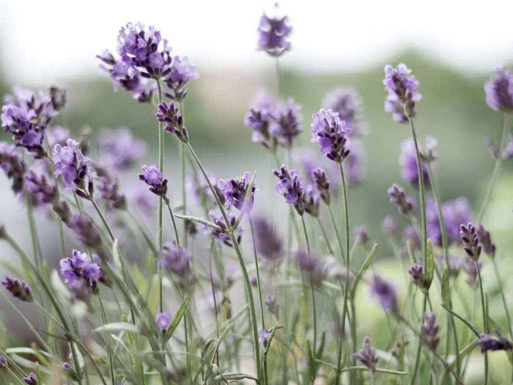 lavender farms in Texas