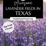 lavender fields in Texas Pinterest Image