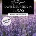 lavender fields in Texas Pinterest Image