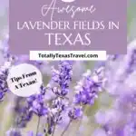 lavender fields in Texas Pinterest Image
