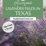 lavender fields in Texas Pinterest Image