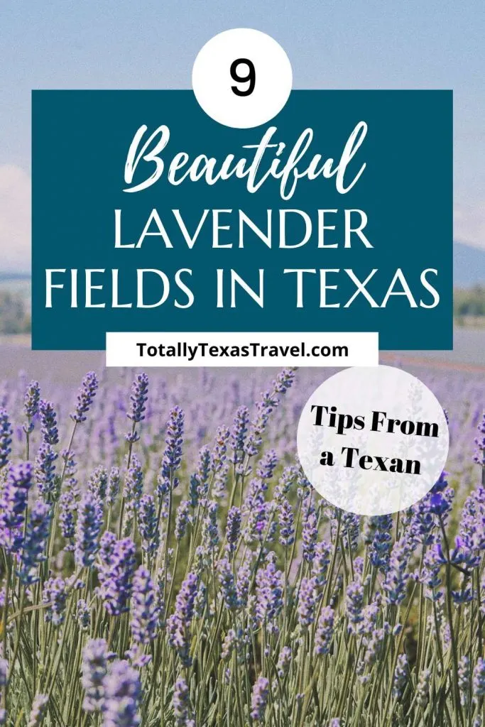 lavender fields in Texas Pinterest Image