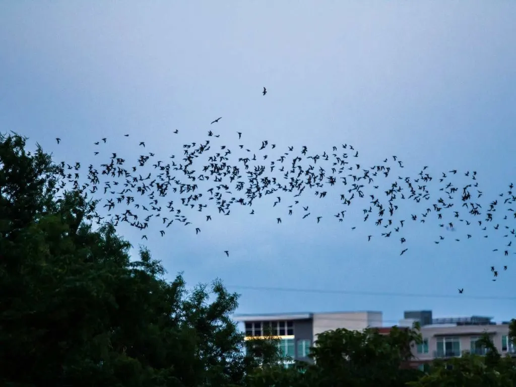 bats emerging into the sky in Austin