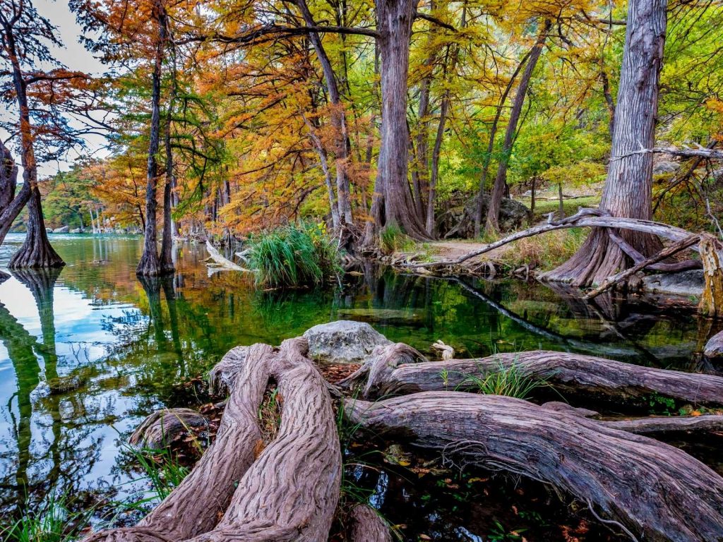 cypress trees in river at Garner State Park near San Antonio