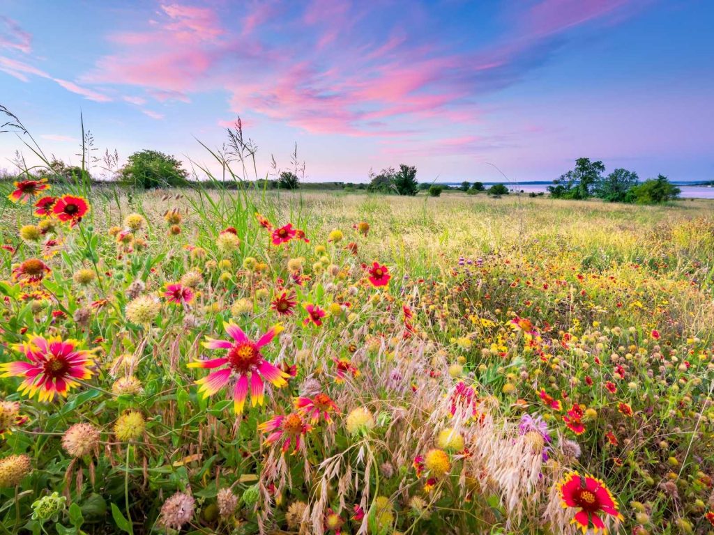 field of wildflowers in Texas