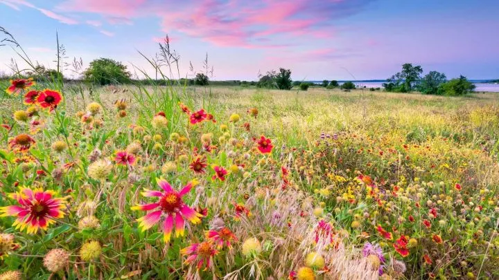 field of wildflowers in Texas