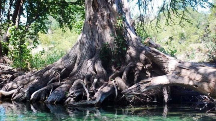 cypress tree on Canyon Lake TX