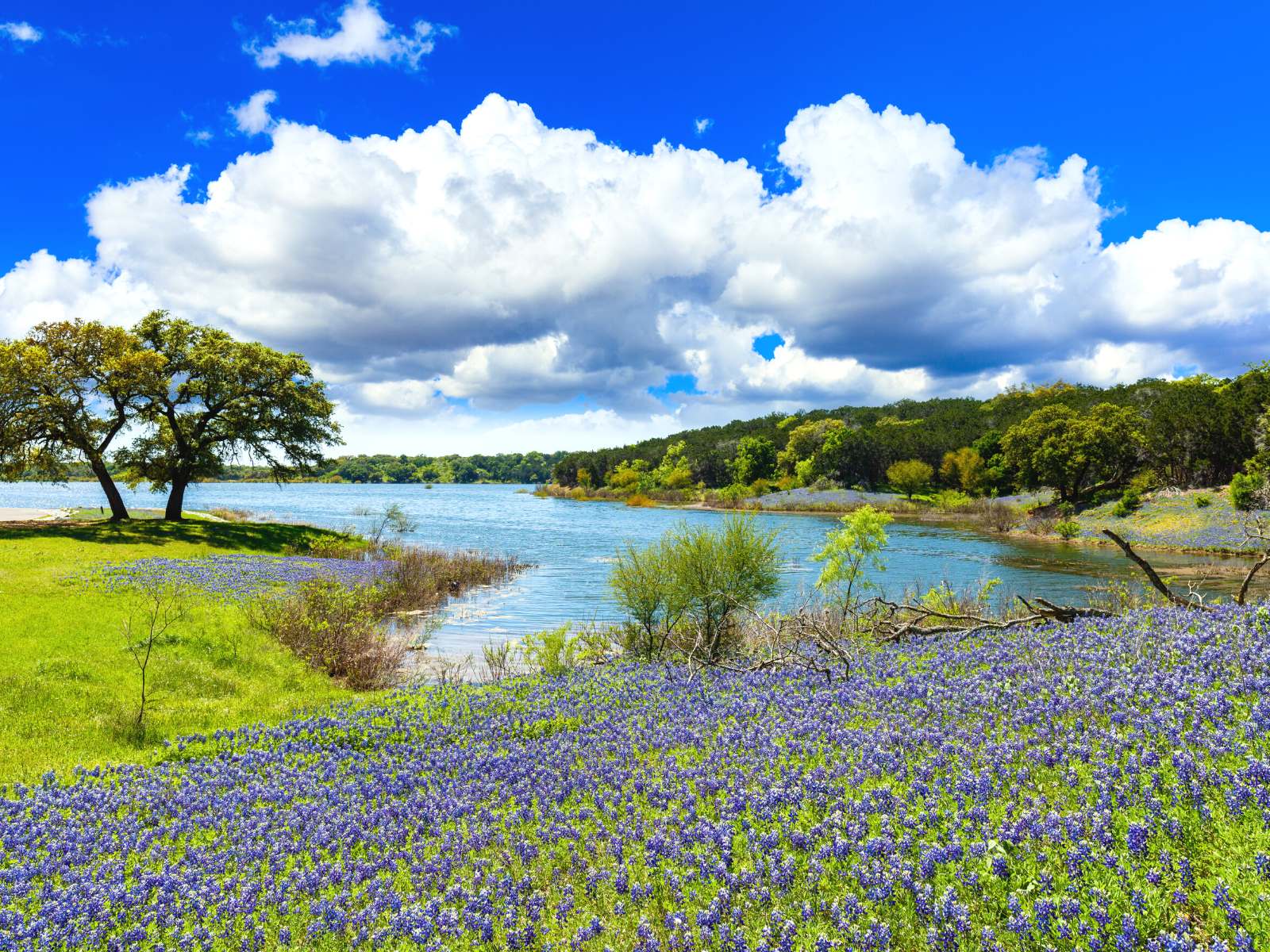 bluebonnets