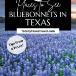 Pinterest Image for Texas bluebonnets