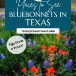 Bluebonnets is Texas Pin Image