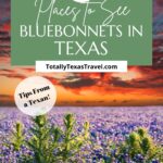 Texas Bluebonnets Pin Image