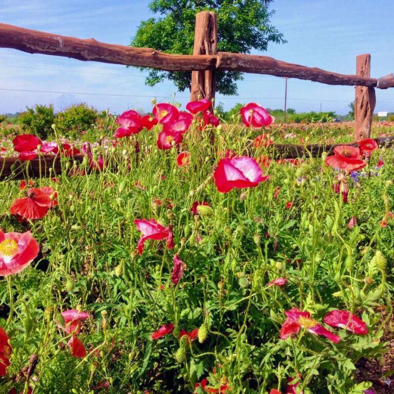 25 Fun Things to Do in Fredericksburg, TX