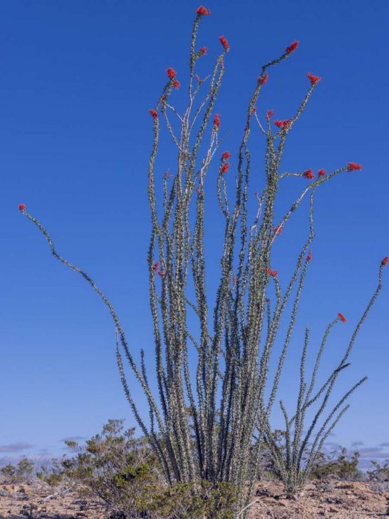 12 Unique Things to Do in Terlingua, Texas (Terlingua Ghost Town