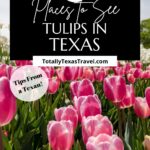 Texas tulip fields pin image