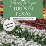 Texas tulips pin image