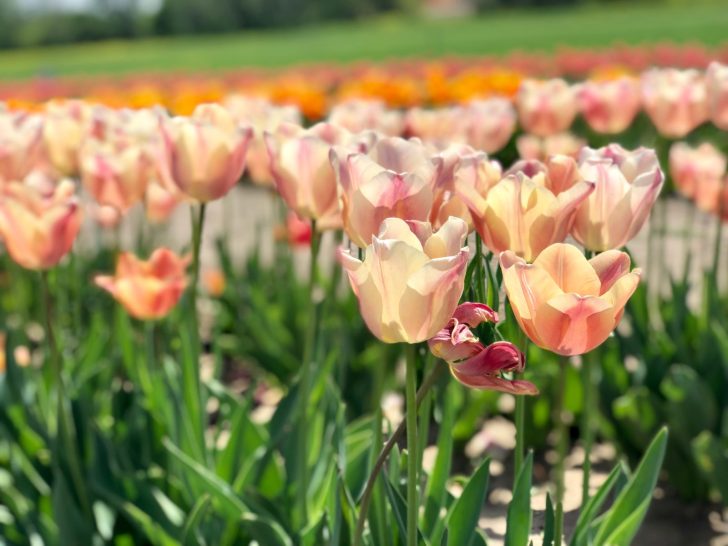 5 Places to See Texas Tulips (Including Tulip Farms) Totally Texas Travel