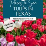 Texas tulip fields pin image
