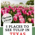 Texas tulip fields pin image