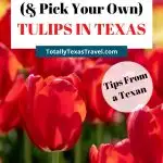 Texas tulip fields pin image