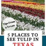 Texas tulip fields pin image