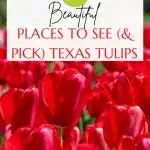Texas tulip fields pin image