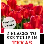 Texas tulips pin image