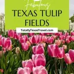 Texas tulips pin image