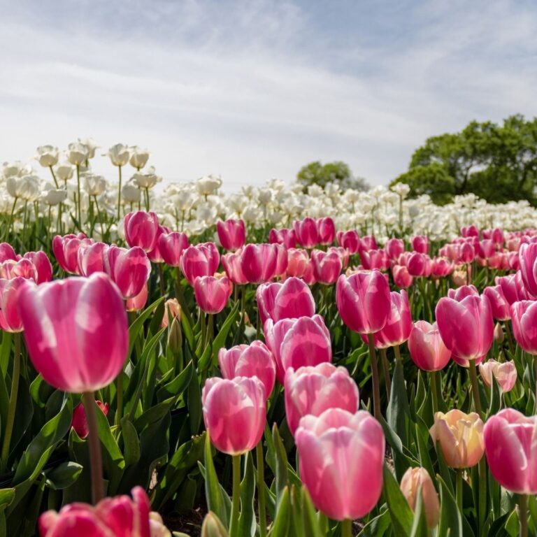 5 Places to See Texas Tulips (Including Tulip Farms)