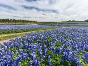 bluebonnet field at Muleshoe Bend in Spicewood, TX