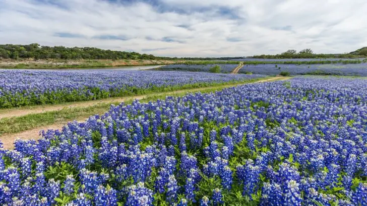 bluebonnet field at Muleshoe Bend in Spicewood, TX