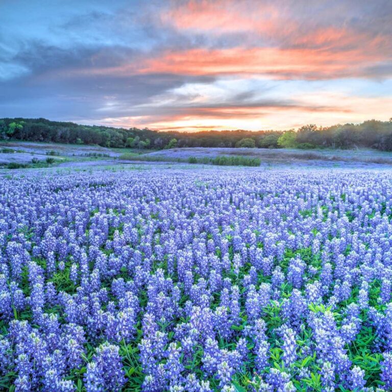 12 Awesome Places to See Bluebonnets In Texas (+ FAQ!)